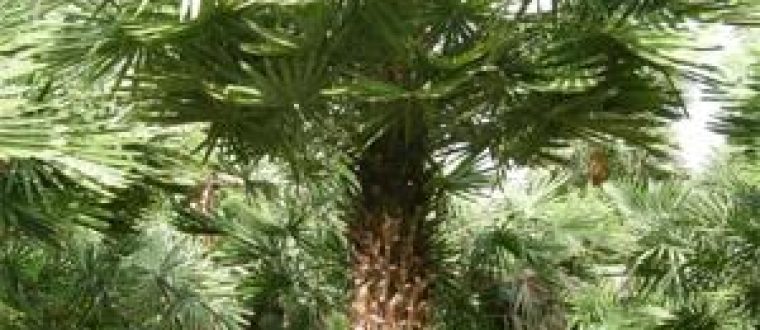 קרנובה Carnauba palm