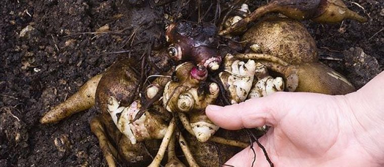 יאקון – Smallanthus sonchifolius- Yacon