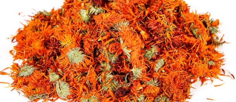 קלנדולה – Calendula officinalis – צפורני חתול רפואיות