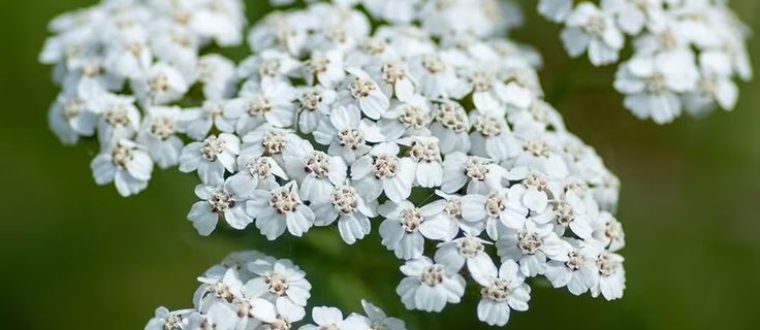 צמחי מרפא לסטרפטוקוק Herbal treatment of Streptococcal infections