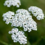 Achillea millefolium - common yarrow