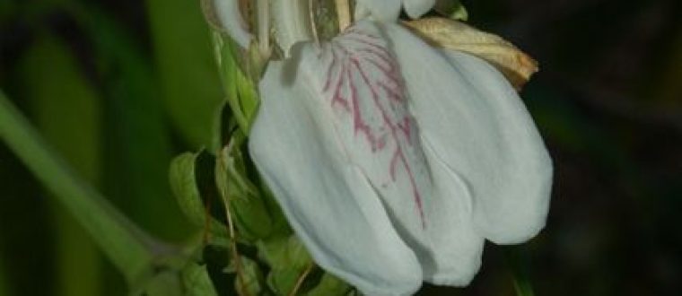 אדוטה לבנה – Adhatoda vasica