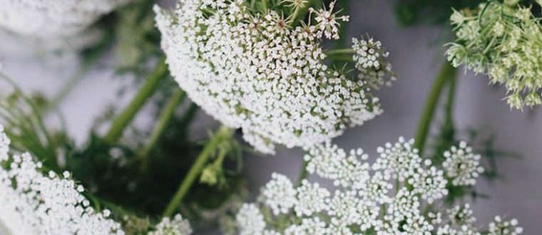אמיתה גדולה – Ammi majus