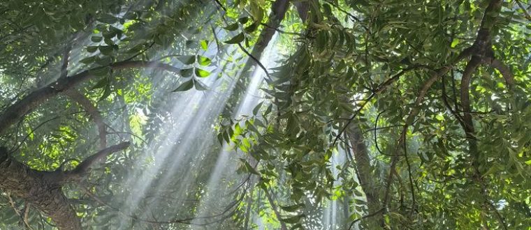 אזדרכת הודית – Azadirachta indica