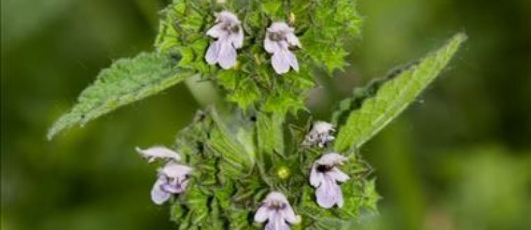 בלוטה שחורה – Ballota nigra