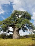 Baobab (Adansonia digitata)