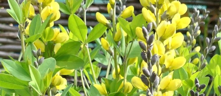 SIBO צמיחה מוגברת ומוגזמת של חיידקים במעי הדק