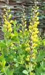 Baptisia tinctoria
