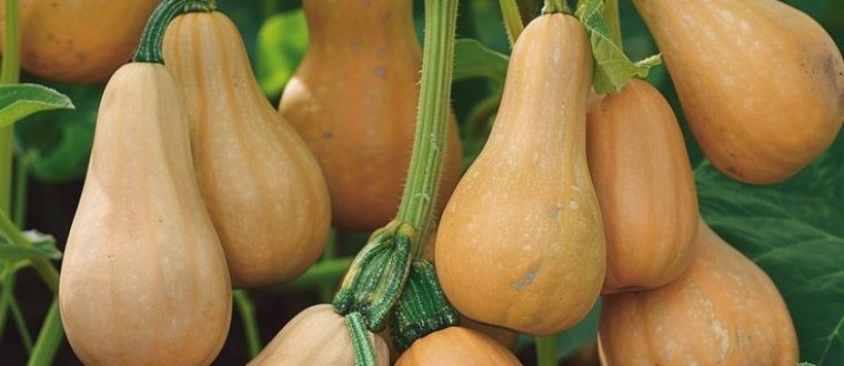 דלורית – Cucurbita moschata