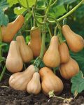 Bio Butternusskürbis Samen Cucurbita moschata Waltham essbarer Gartenkürbis