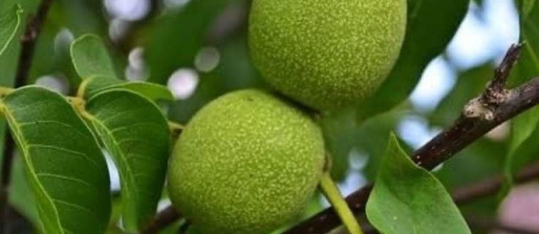 אגוז שחור – Juglans nigra