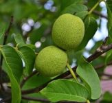 Black Walnut Tree Live Plant _ Live Tree Seedlings (2 Trees) 2-3' Tall Juglans