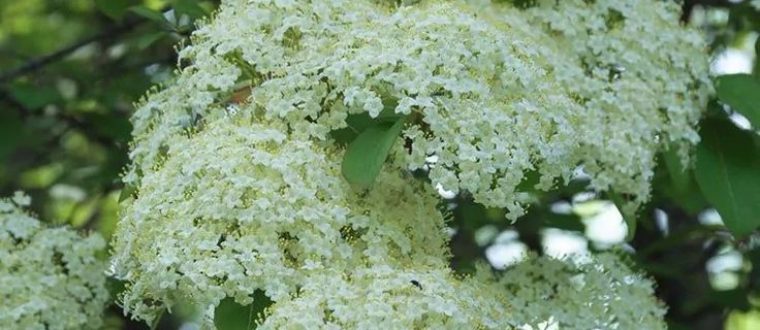 צמחי מרפא לכאבי מחזור