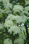 Blackhaw Viburnum