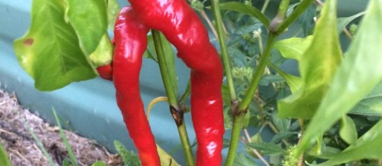 צמחי מרפא אוסטאוארטריטיס – Osteoarthritis