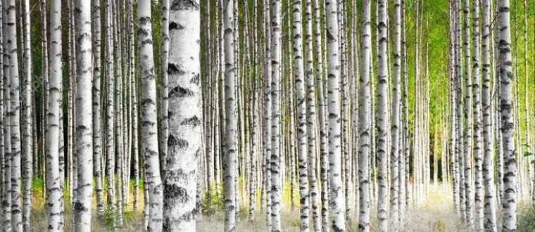 שדר לבן – Betula alba