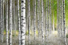Características, cultivo y cuidados del Abedul blanco (Betula alba)