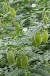 Chickpea or chick pea or Cicer arietinum plants with fruits and white flowers