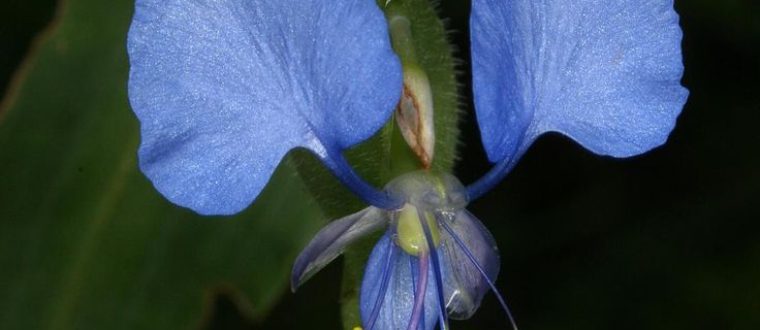 היהודי הנודד – Commelina benghalensis