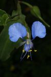 Commelina benghalensis