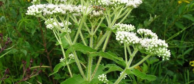 טיפול צמחי בוירוס האבולה