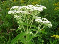 Common Boneset (Eupatorium perfoliatum) - Virginia Native Plant Society