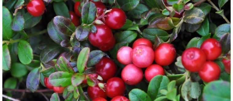 די מאנוז בשתן – d-mannose in recurrent urinary track infectons in women