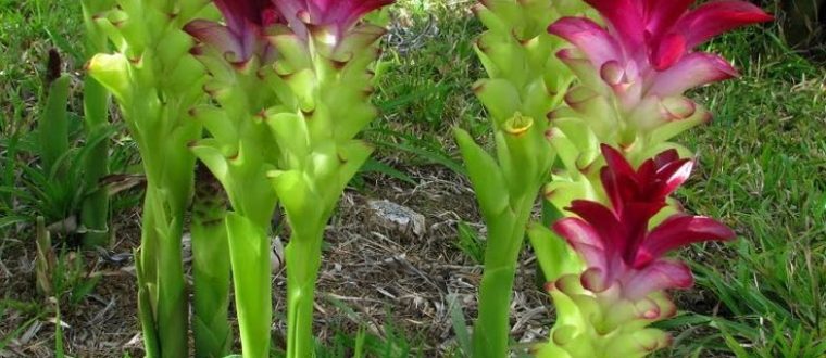כורכום – Curcuma zedoaria