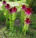 Curcuma zedoaria, a Hidden Ginger