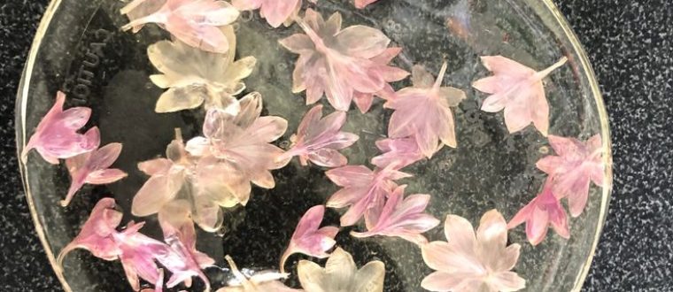 ביופילם – Anti biofilm activity of medicinal plants