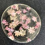 DIY Bioplastics! - Educational Innovations Blog