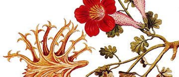 צמחי מרפא לטיפול בגאוט