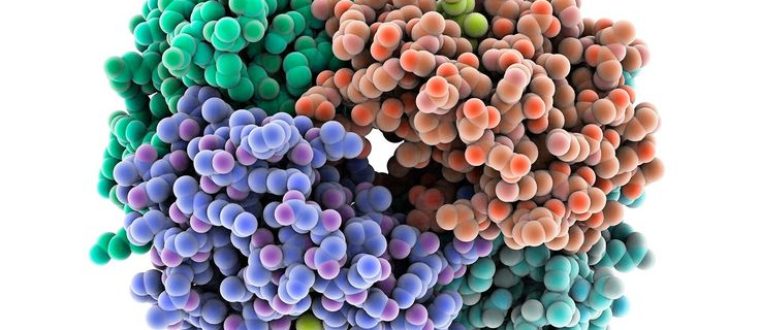 חומצות אמינו והשימוש בהם