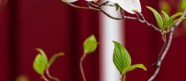 פיסידיה Piscidia erythrina, piscipula