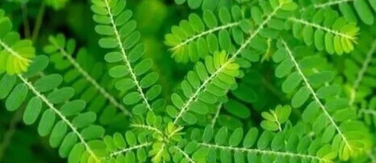 פילאנטוס Phyllanthus niruri, amarus