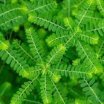 Dry Stone Breaker Phyllanthus Niruri Chanca Piedra Quebra Pedra Gale of the Wind - Etsy