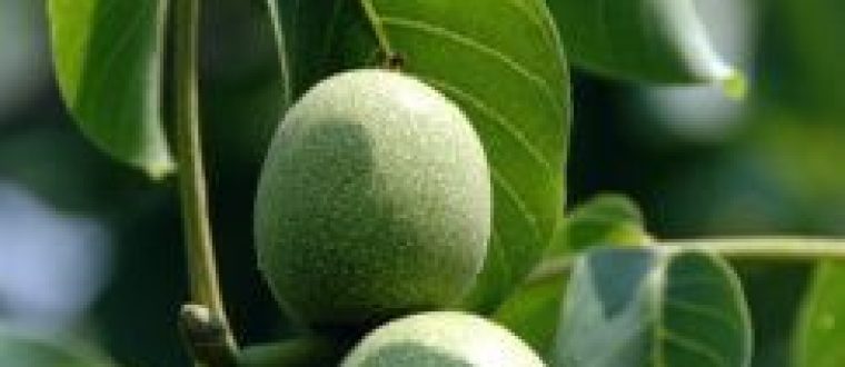 צמחי מרפא לטיפול בתולעים וטפילי מעיים – Intestinal parasites