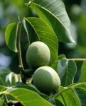 Eastern Black Walnuts (Juglans nigra)