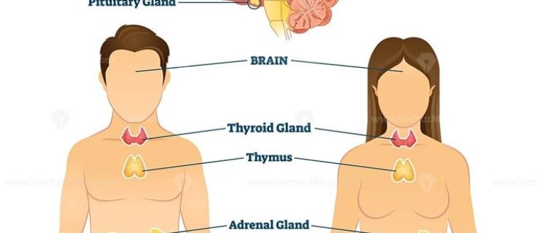 המערכת האנדוקרינית