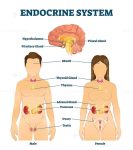 Endocrine system vector illustration