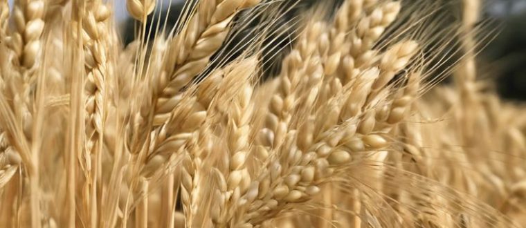 שעורה תרבותית – Hordeum vulgare