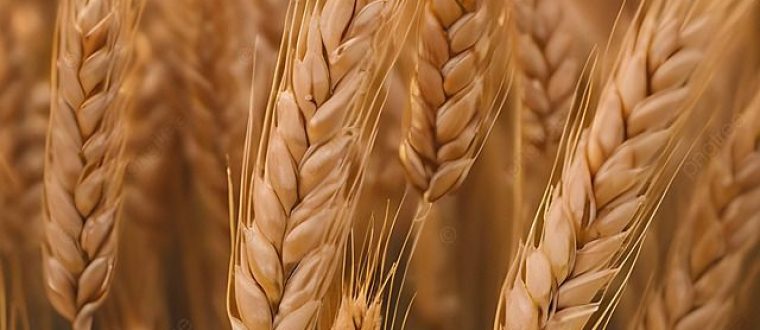 אלרגיה לחיטה – Food allergy