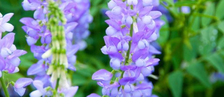 גלגה – Galega officinalis