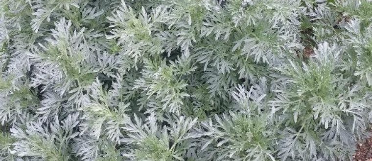 תויון Alpha & Beta thujones