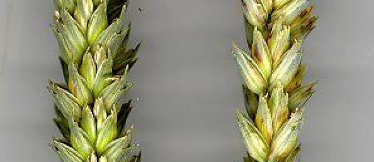 כוסמין – Triticum spelta