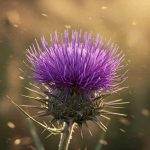Grow Milk Thistle Herbs_ Your Complete Guide to Cultivation