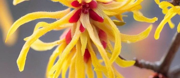 הממליס- Hamamelis virginiana