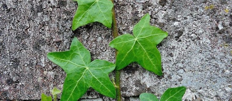 קיסוס החורש Hedera helix