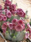 Hoodia gordonii floare_ Suculente