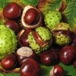 Horse Chestnut Seeds (Aesculus hippocastanum) Packet of 3 Seeds - Palm Beach Seed Company